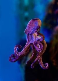 Octopus (the first "o")