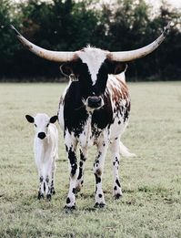 Wonderfully made canvases and true statement pieces!  Photos were taken at a ranch near Waco, TX! - Bosque County.  Message me which photo you choose.  I can adjust sizing also to fit your needs.