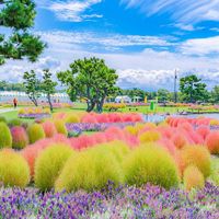 🌱 These fluffy and cotton-like kokia bushes are starting to embrace the beautiful colors of autumn! 🍂🍁 They can be found in Fukuoka's Uminonakamichi Seaside Park, Japan. ���🎌