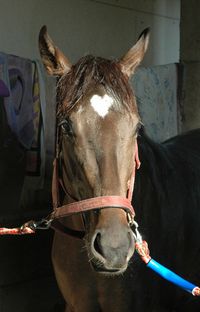 valentine's day: hearts in nature -  'treasure smile', a filly belonging to iwate horse racing in japan, has a distinctive heart shaped mark on her forehead.