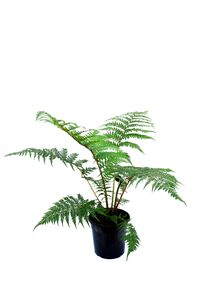 cyathea cooperi - Google Search