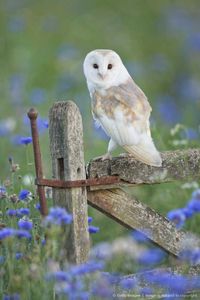 Barn Owl (Tyto alba) found everywhere except polar and desert regions                                                                                                                                                      More