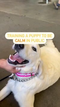 🌟 Transform your puppy into a calm and confident companion with these simple training tricks! 🐕‍🦺 Whether at the park, vet, or café, teach your pup to stay cool and collected. Perfect for new dog owners! 🐾.   #PuppyTraining #CalmPup #DogTrainingTips #PetParenting #PublicManners #DogLovers #DogBehavior #NewDogOwner #PuppyLove