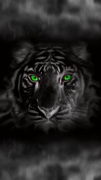 Download tiger black Wallpaper by dathys - 7b - Free on ZEDGE™ now. Browse millions of popular black Wallpapers and Ringtones on Zedge and personalize your phone to suit you. Browse our content now and free your phone