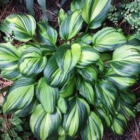 Hosta 'Rainbow's End' Hosta