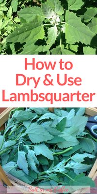 I love cooking with lambsquarters - there are SO many ways to enjoy this incredibly nutritious "weed". You can even dry it and use it in wonderful seasonings. These tips will get you started making use of lambsquarter, both fresh and dried! #foraging #homesteading #dehydratorrecipes