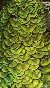 Feathers of a Peacock