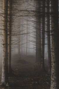 trees surrounded with fogs photo – Free Forest Image on Unsplash