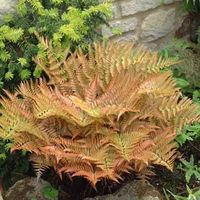 Dryopteris erythrosora) f - Yahoo Image Search Results