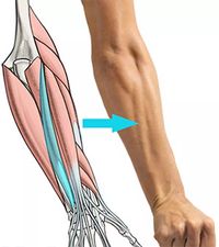 🤩Aprenda de modo facil e descomplicado a anatomia humana para seus desenhos de forma Fácil e Rápido.🤩 ❤️Domine todas as técnicas de desenho mesmo que Você não tenha nascido com o "Dom de Desenhar".❤️