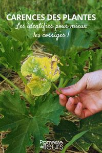 Carences des plantes : les identifier pour mieux les corriger