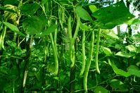 How to Grow Beans: Your Complete Guide - AZ Animals