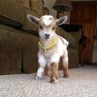 I am an animal lover. My favorite is goat.  I Love Goat🐐🐐