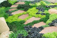 stone-walkway-with-ground-cover-plants-9729d88a