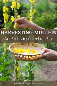 Dive into our guide on harvesting mullein. Learn the best practices for collecting, drying, storing, and utilizing mullein for its medicinal properties.