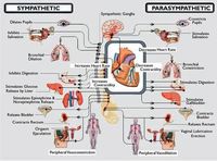 Disautonomia Symptoms