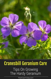 Cranesbill Geranium (Hardy Geranium Plant) perennial, taller shrubs, mounding, dark green leaves, citrusy fragrance, various flower colors. [DETAILS]