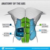 The rectus abdominis receives all the credit for a well-developed midsection. But there's an underrated star beneath it that can pull your stomach in and enhance your six-pack even more!