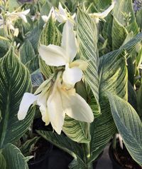 Canna 'White Tiger' is another of the amazing new variegated leaf canna lily introductions from Thailand. Canna 'White Tiger' forms a 3' tall clump of nicely striped foliage, topped all summer with terminal clusters of narrow-petaled, creamy white flowers. As with all cannas, moist, rich soils and full sun result in th