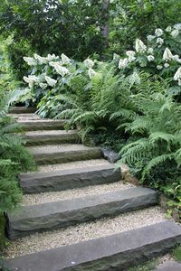 oakleaf hydrangea and fern combo - pretty for shade garden - love green and white combo, too