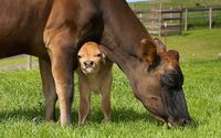 <p>Shortly after her happy retirement from abuse in the dairy and film industries, Betsy gave birth to a beautiful little calf named Nutmeg! Nutmeg is the first baby calf born at Farm Sanctuary’s Northern California Shelter, and came into the world healthy, strong, and smiley!</p>