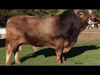 Aurora Braunvieh Bulls for Sale 17 Nov 2016 NAMBOER Windhoek