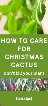 The best tips on how to grow and care for Christmas cactus found right here! Christmas cactus flower care tips and ideas. Learn all about how to grow and care for Christmas cactus. The best light, soil, water and humidity levels for Christmas cactus found right here!