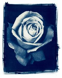 This is a cyanotype that has been scanned in. I went through the process during my advanced photography class this semester, and for those wondering, got a perfect score. To make a cyanotype you mu...