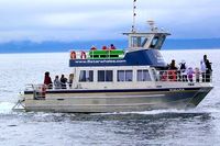 Victoria: Whale-Watching Cruise with Naturalist Guides 2024