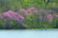 The beautiful red buds start blooming in April at Red Haw State Park. #Iowa #parks