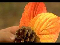 Why leaves change colors, explained by kids for kids