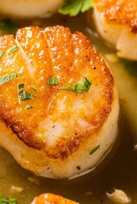 Tips on how to purchase scallops, the difference between bay and sea scallops, and how to cook scallops, whether cured, grilled, roasted, seared, or added to chowder.