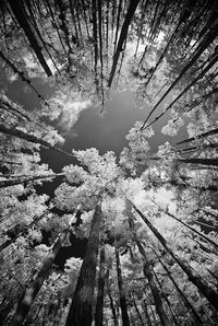 Grand Cypress Two by Kyle May, via Flickr, Shot in infrared early morning. Tokina 10-17mm lens.