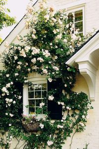 Climbing roses