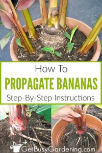 The simple, direct method of division propagation for banana plants is much easier than trying to grow them from seeds. Whether you grow banana plants in the ground, in pots, indoors, or outdoors I can walk you through identifying banana plant pups, checking for maturity, and how to separate them from the mother plant. With my tips in this detailed guide, you’ll be a propagation pro, and understand how to avoid damage and shock during replanting, as well as how to help the baby plants thrive.