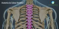 Anatomia da Coluna Vertebral | Cirurgião de Coluna Itaim Bibi