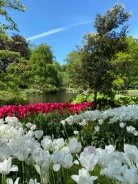 A trip to the Netherlands during tulip seasons is a must