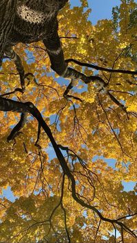 #autumn #autumncolors #leaves #tree #yellowleaves #yellow #aesthetic