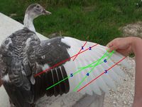 Wing Clipping Diagram