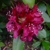 Partial Shade to Partial Sun (3 - 6 Hours Of Direct Sunlight)Mature Height 5 - 8 FeetMature Spread 5 - 8 FeetGrowing Zones 5 - 8The deepest burgundy flowers of any Rhododendron can be found on Dark Lord. The large bundles of trumpet flowers set off the equally dark green foliage perfectly. This Rhododendron would make a great single specimen shrub in a Cottage Garden or part of a larger collection of Rhododendrons in an established  woodland garden. The mid-May blooming puts Dark Lord in the mid