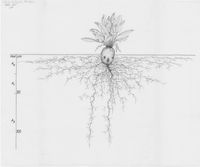 Beta vulgaris ssp. vulgaris var rapacea - Root System Drawings - Wageningen University & Research - Image Collections