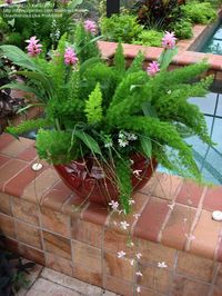 Foxtail Fern w/Curcuma and Guara - Guara = delicate light green stalks with light pink flowers toward the tips, Curcuma = the larger, darker ginger like bracts, and the fluffy, tail like greenery is fox tail fern. Full sun to partial shade. Zone 9+