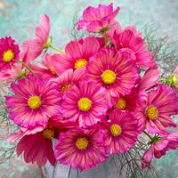 Sarah Raven on Instagram: “Now in flower: The stunning Cosmos 'Xsenia'. This has soft peach centres to every petal which becomes more pronounced as the flowers…”