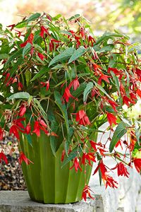 potted angel wing begonia