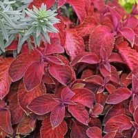 Coleus 'Wizard Sunset' is another, more sun tolerant but smaller variety, growing to only 12-14” tall and wide. Multi-branching, big and bold rich red leaves have golden scalloped edges. Lovely in the shade and in mixed containers. For some pops of crazy contrast mix with the chartreuse-yellow Tanacetum parthenium aureum. Sun/Shade, Annual - All Zones. From Annie’s Annuals, vF 9-2-22