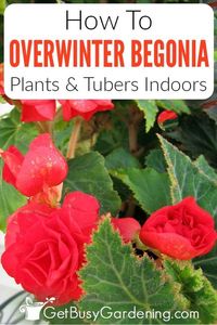 Are you interested in learning how to overwinter tuberous begonias? I have great news, it’s very easy to do, especially when you have this essential guide on overwintering begonias indoors. Get all the information you need on storing the tubers, plus tips on light, water, and other care they may need. You’ll love knowing how to store tubers over winter, and it’s so simple to do that you’ll be able to skip buying new begonia plants, and just enjoy blooms from your favorite ones year after year.