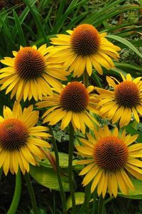 MAUI SUNSHINE' CONEFLOWER (Echinacea ‘Maui Sunshine’)