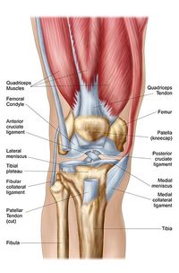 Anatomy of human knee joint. • Millions of unique designs by independent artists. Find your thing.