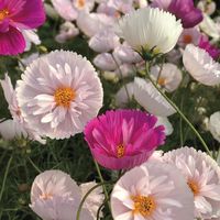 'Cupcakes and Saucers Mix' Cosmos Seeds