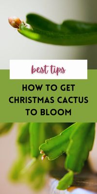 From the best light to the best soil and watering routine, learn how to get your Christmas cactus to bloom!  As short day plants, Christmas and Thanksgiving cactus need specific hours of light in the fall and specific temperatures in order to bloom.  Learn how to care for your Chrimstas cactus so it flowers right here!